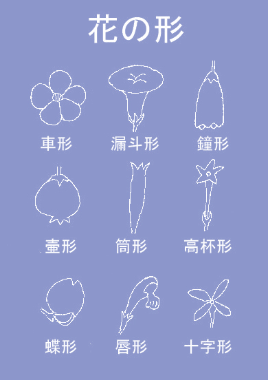 花の形001のコピー.jpg